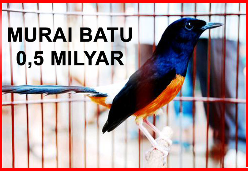 Detail Murai Batu Natalia Nomer 19