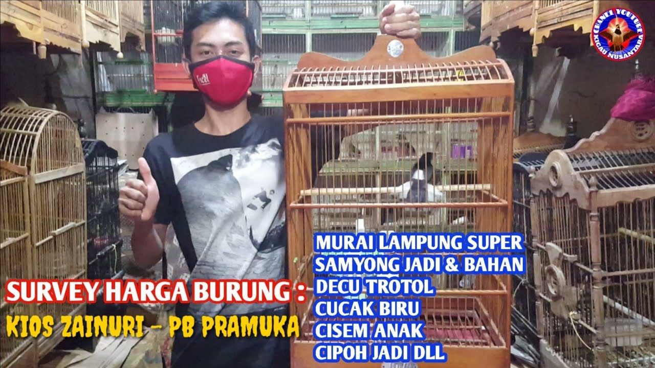 Detail Murai Lampung Super Nomer 25