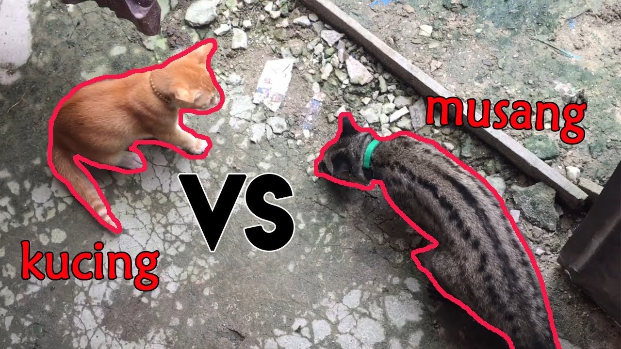 Detail Musang Vs Kucing Nomer 2