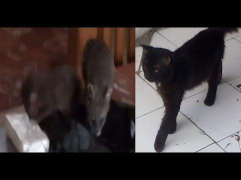 Detail Musang Vs Kucing Nomer 15