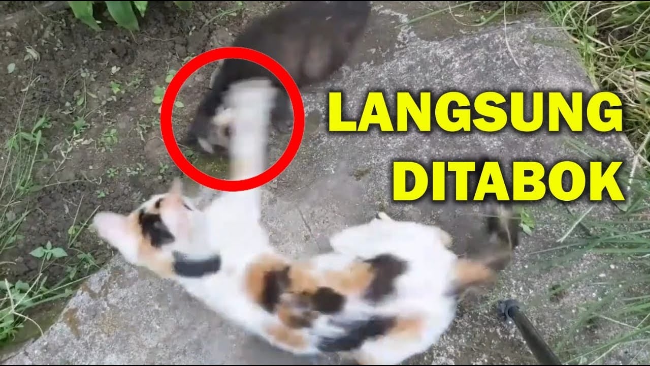 Detail Musang Vs Kucing Nomer 3