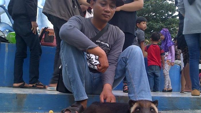 Detail Musang Vs Kucing Nomer 33