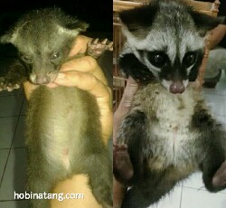 Detail Musang Vs Kucing Nomer 36