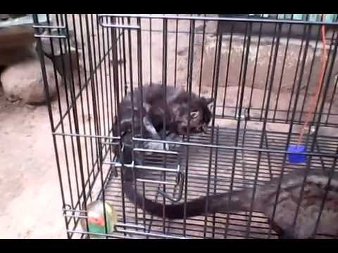 Detail Musang Vs Kucing Nomer 7