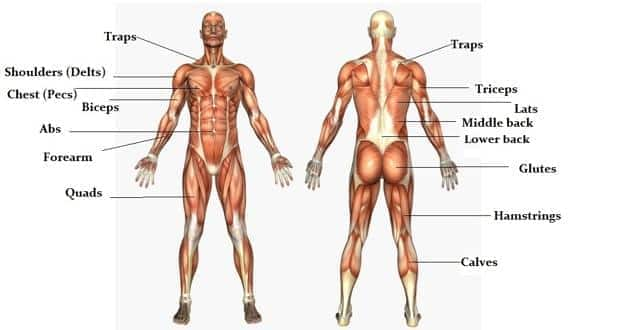 Muscle Body Picture - KibrisPDR