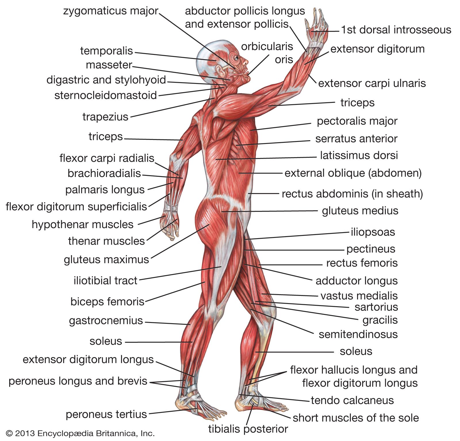 Detail Muscle Body Picture Nomer 11
