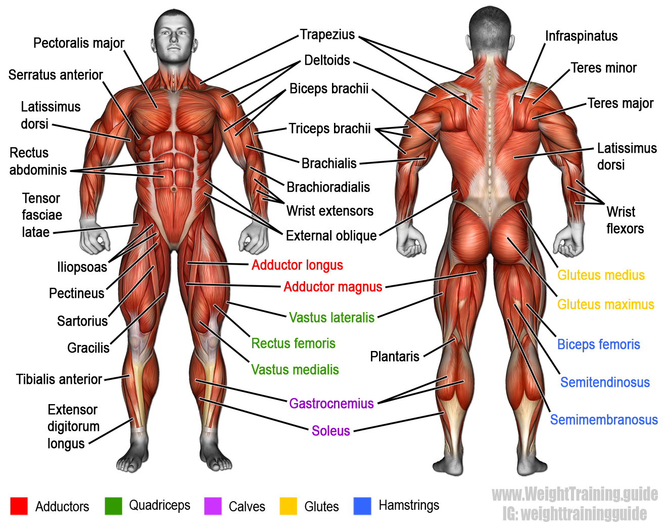 Detail Muscle Body Picture Nomer 12