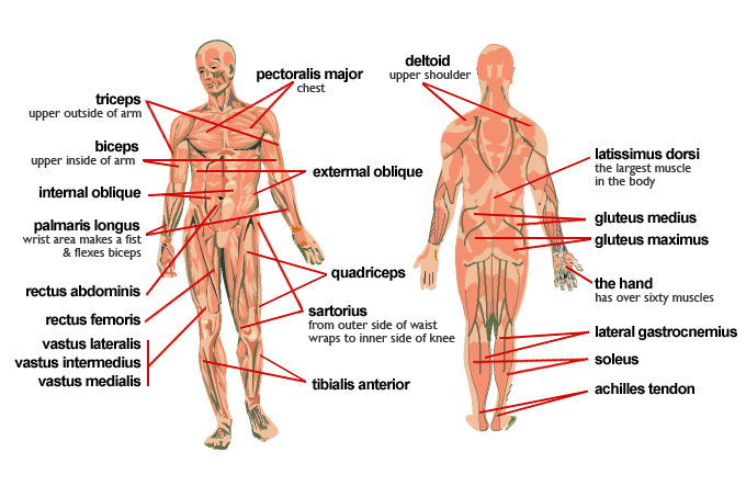 Detail Muscle Body Picture Nomer 13