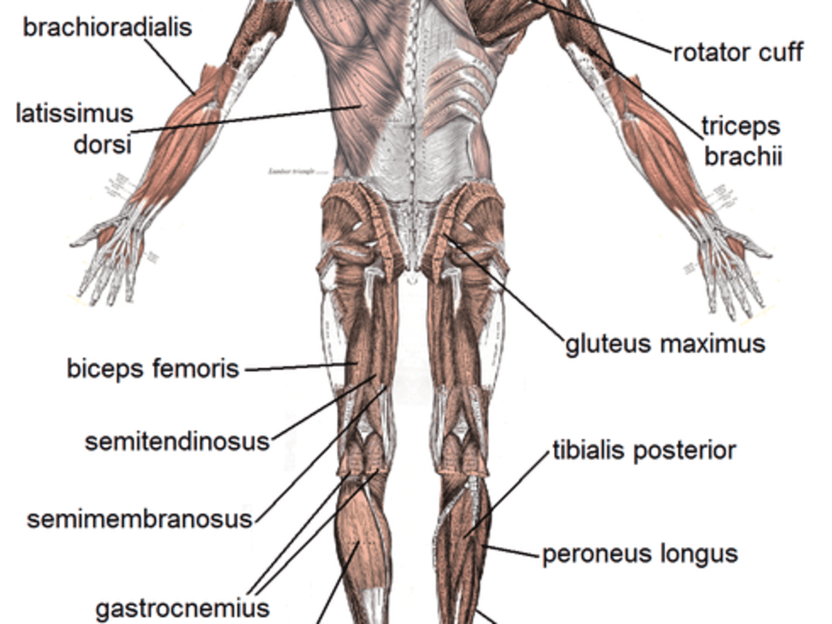 Detail Muscle Body Picture Nomer 19