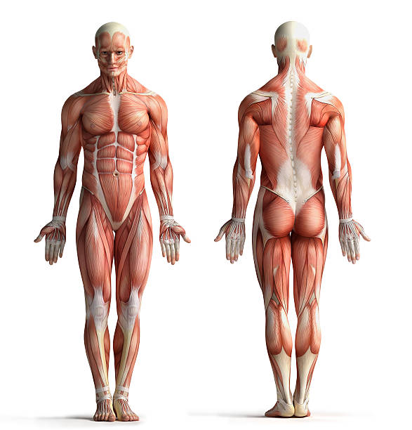 Detail Muscle Body Picture Nomer 3