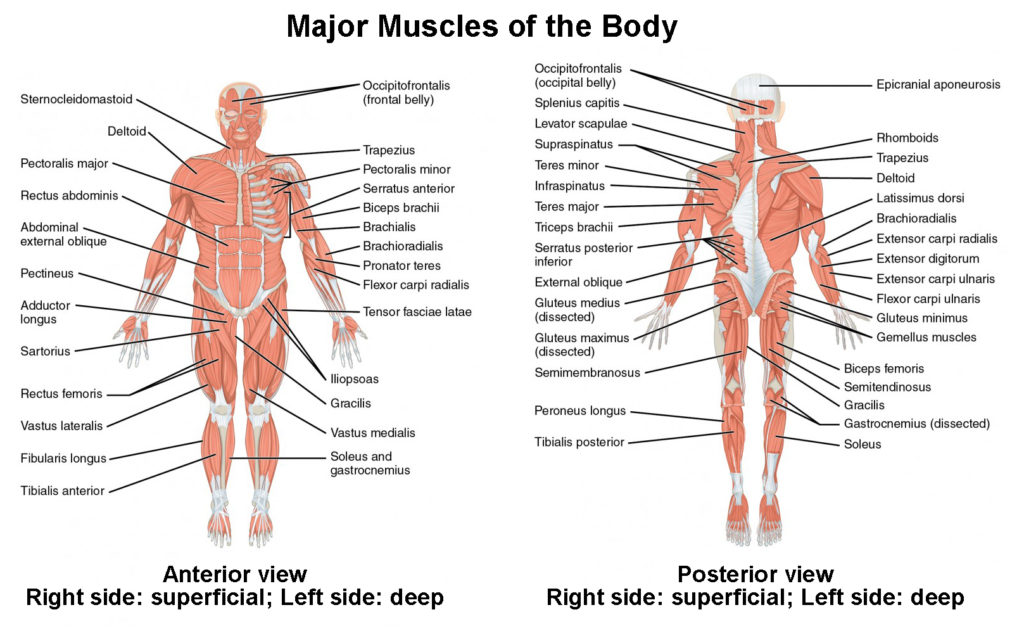 Detail Muscle Body Picture Nomer 23