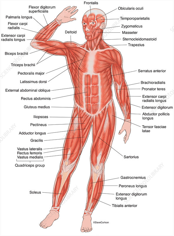Detail Muscle Body Picture Nomer 27