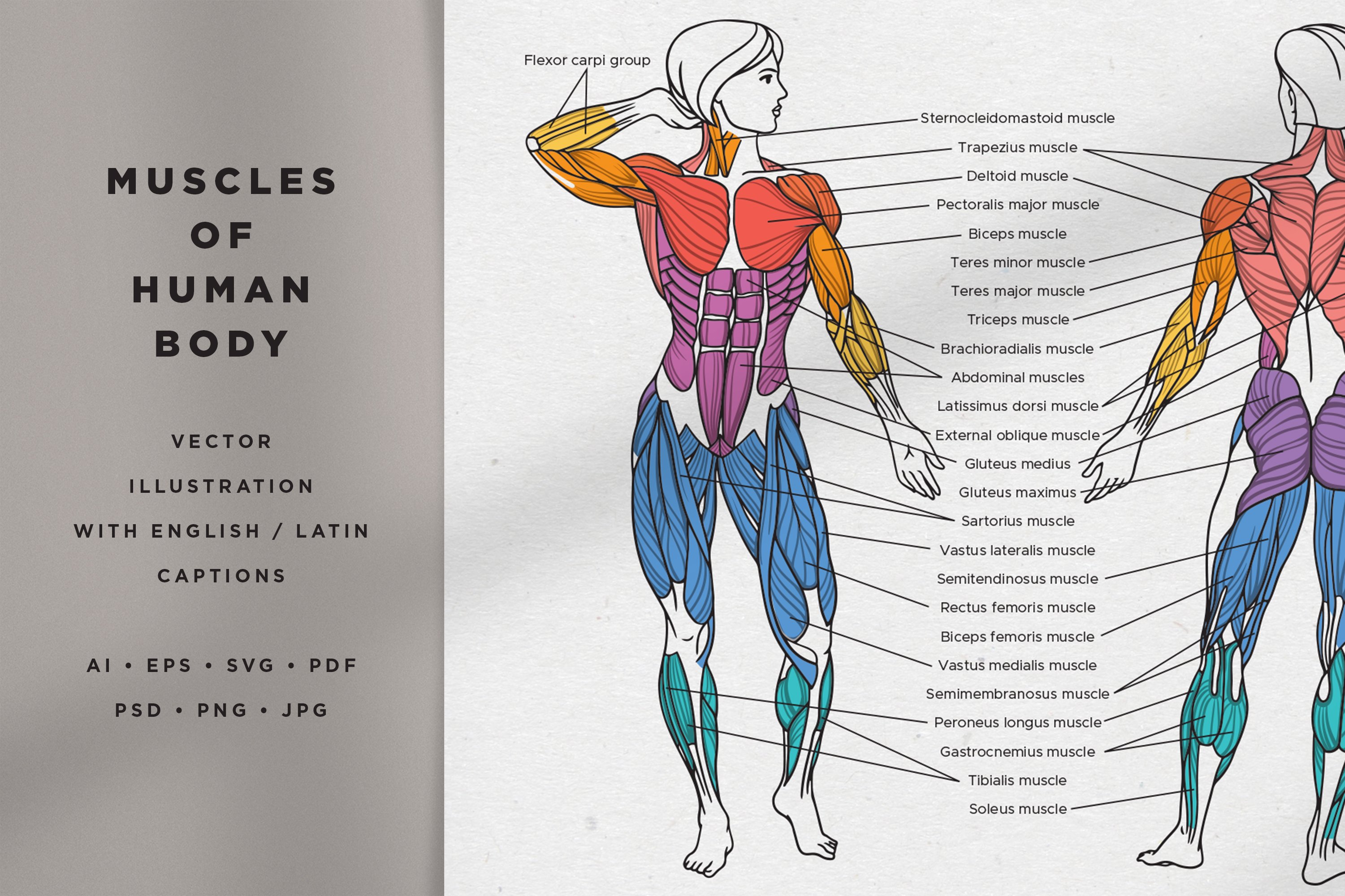 Detail Muscle Body Picture Nomer 28