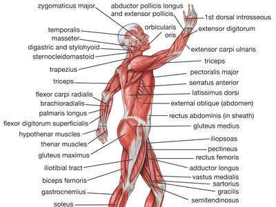 Detail Muscle Body Picture Nomer 4