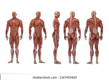Detail Muscle Body Picture Nomer 39