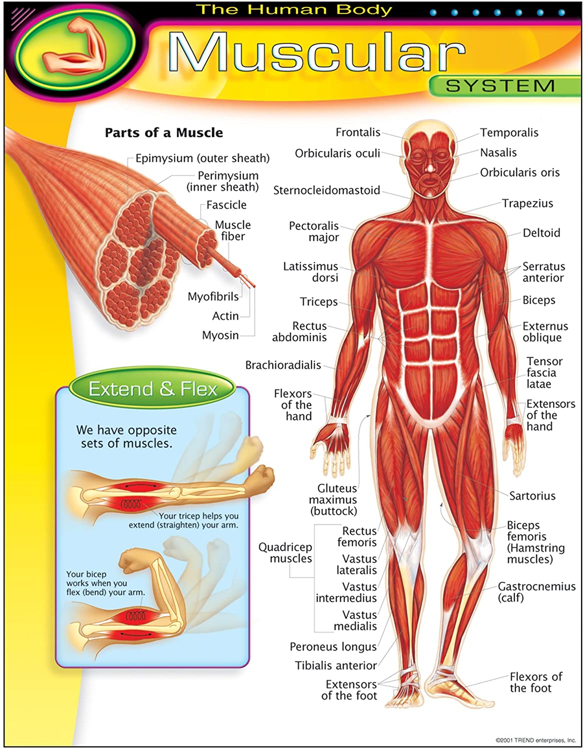 Detail Muscle Body Picture Nomer 40