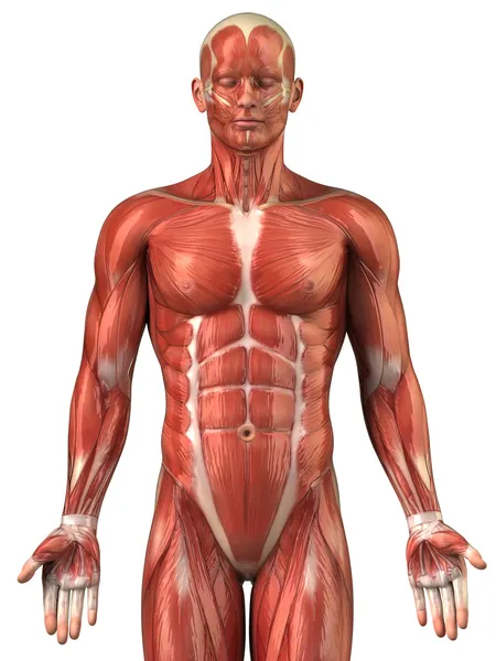 Detail Muscle Body Picture Nomer 45