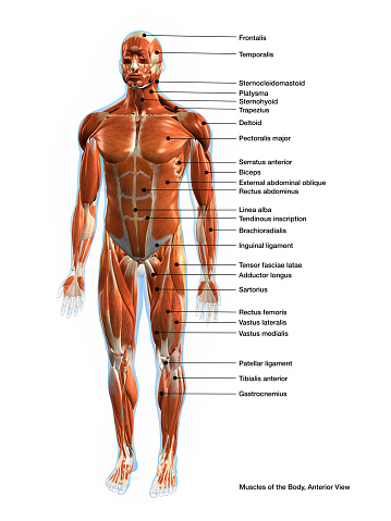 Detail Muscle Body Picture Nomer 9