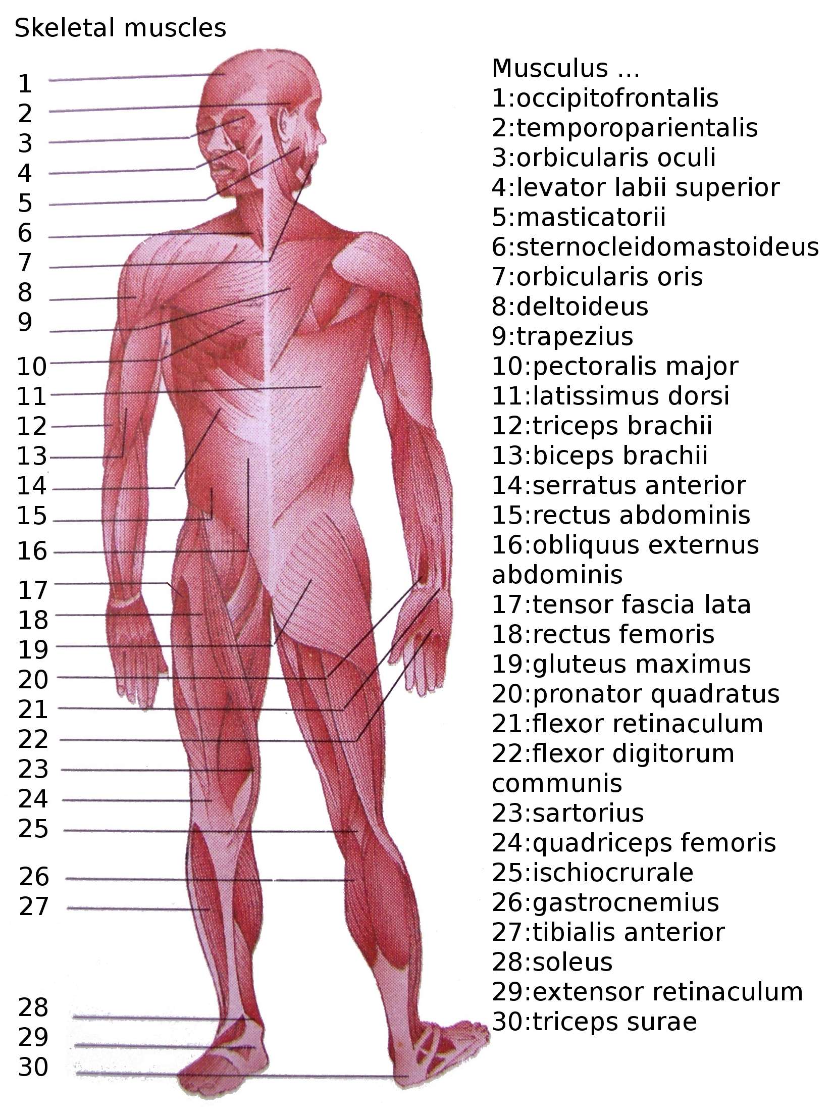 Detail Muscle Body Pictures Nomer 2