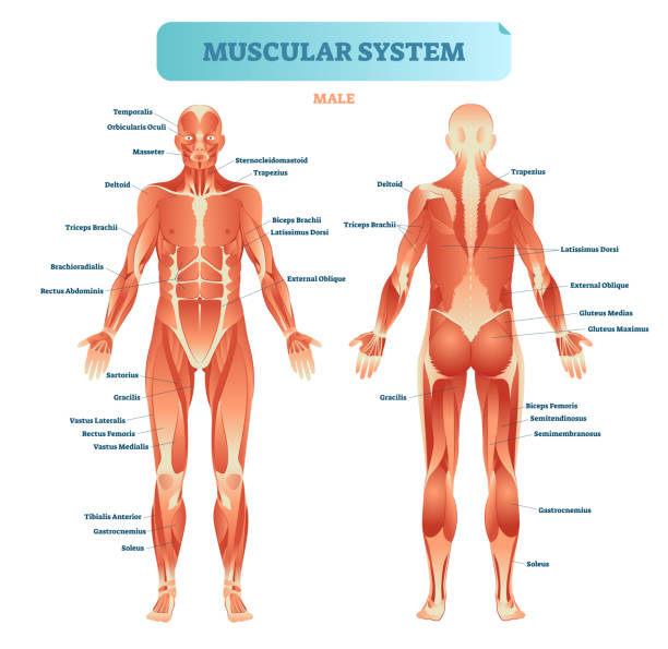 Detail Muscle Body Pictures Nomer 18