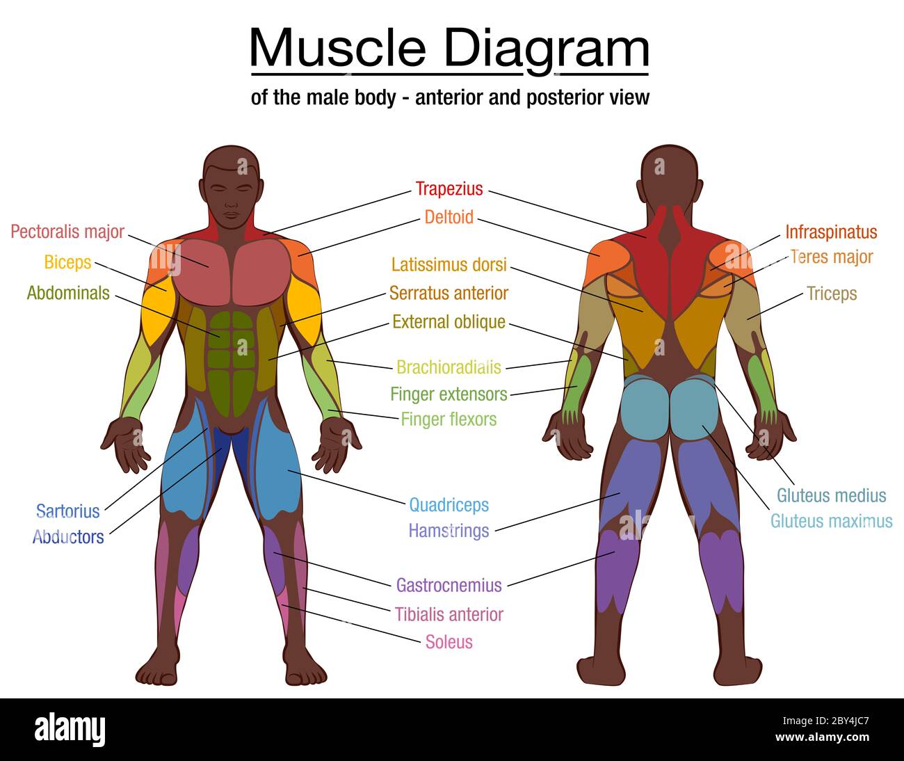 Detail Muscle Body Pictures Nomer 22