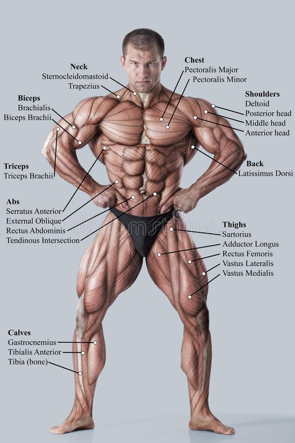 Detail Muscle Body Pictures Nomer 27