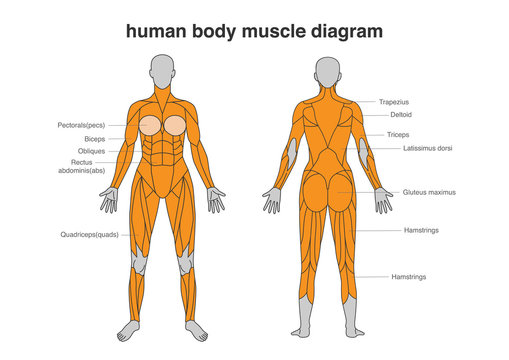 Detail Muscle Body Pictures Nomer 41