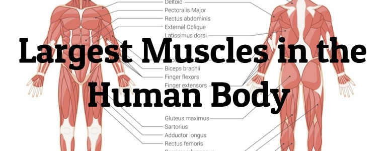Detail Muscle Body Pictures Nomer 53