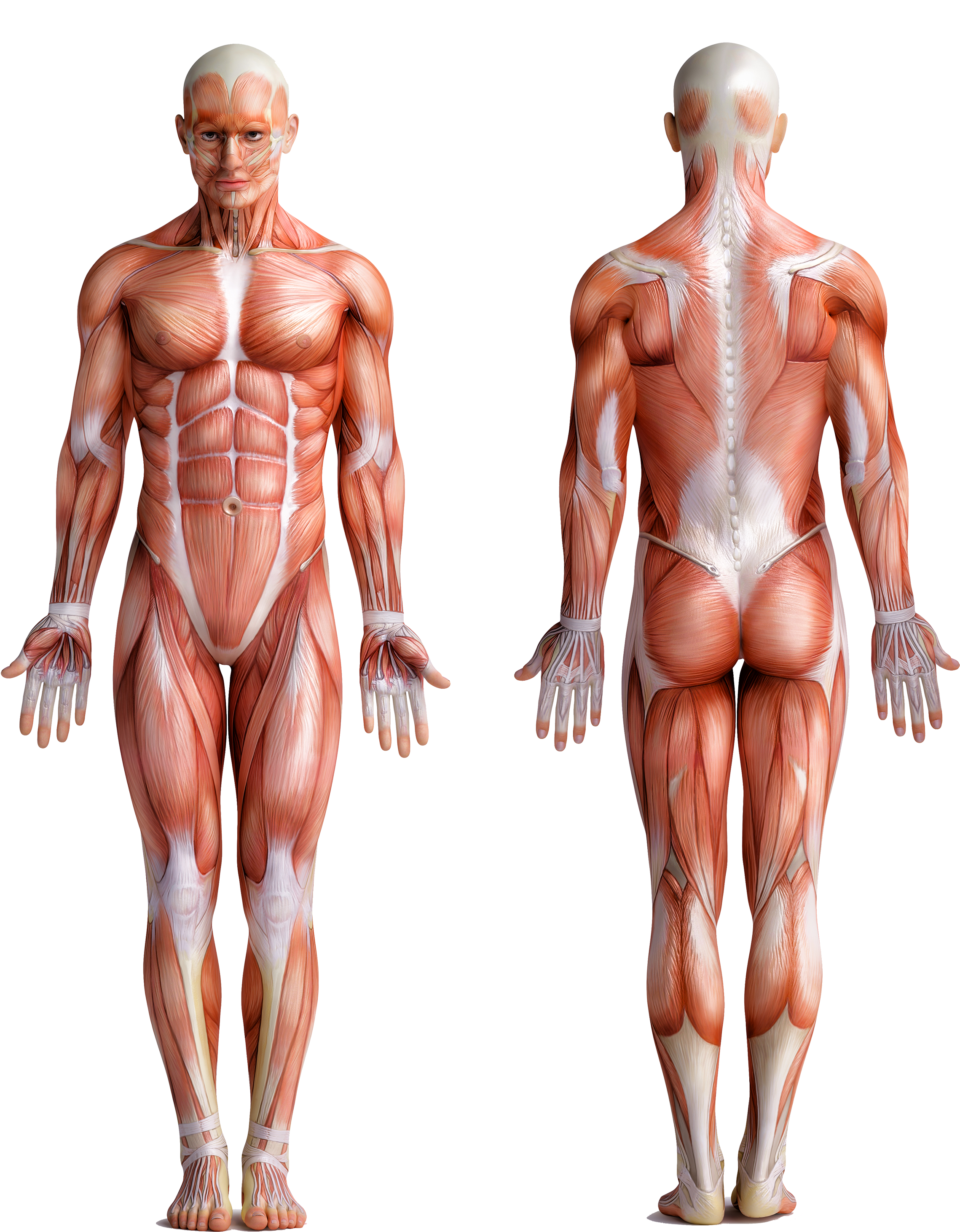 Detail Muscle Body Png Nomer 56