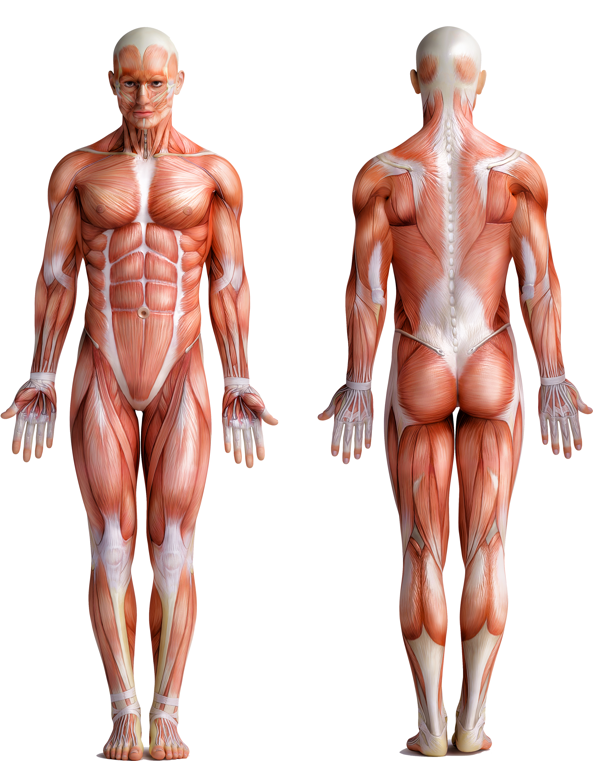 Detail Muscle Download Nomer 28