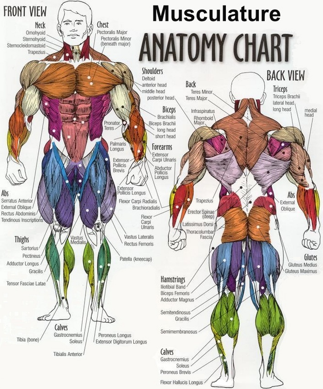 Detail Muscle Download Nomer 31