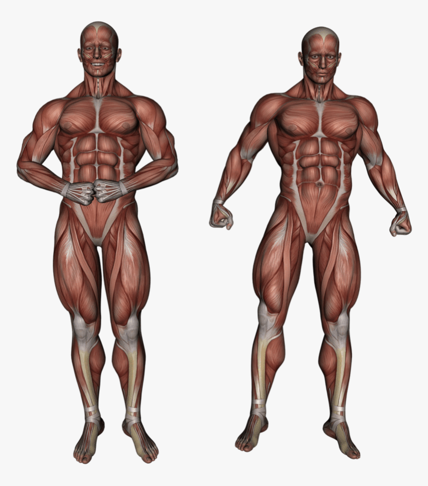 Detail Muscle Download Nomer 5