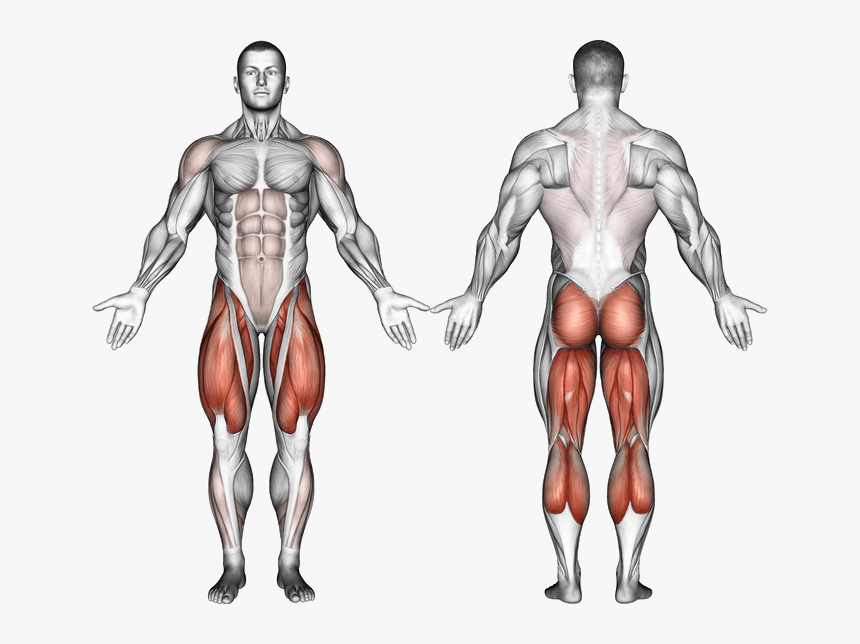 Detail Muscle Download Nomer 48