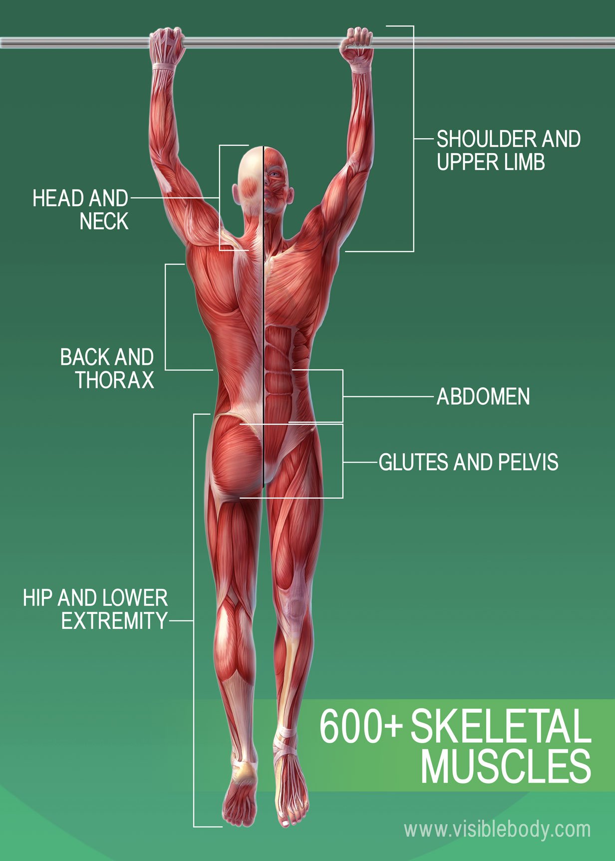 Detail Muscle Images Nomer 2