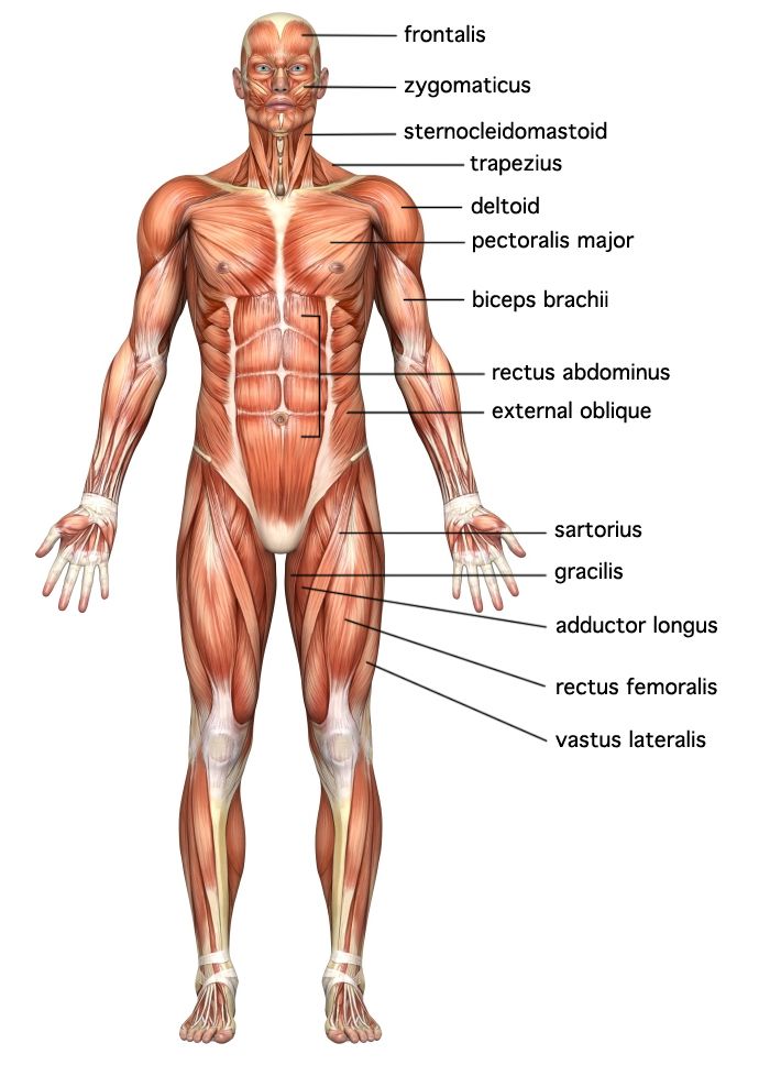 Detail Muscle Images Nomer 11