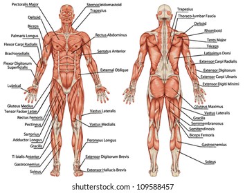 Detail Muscle Images Nomer 13