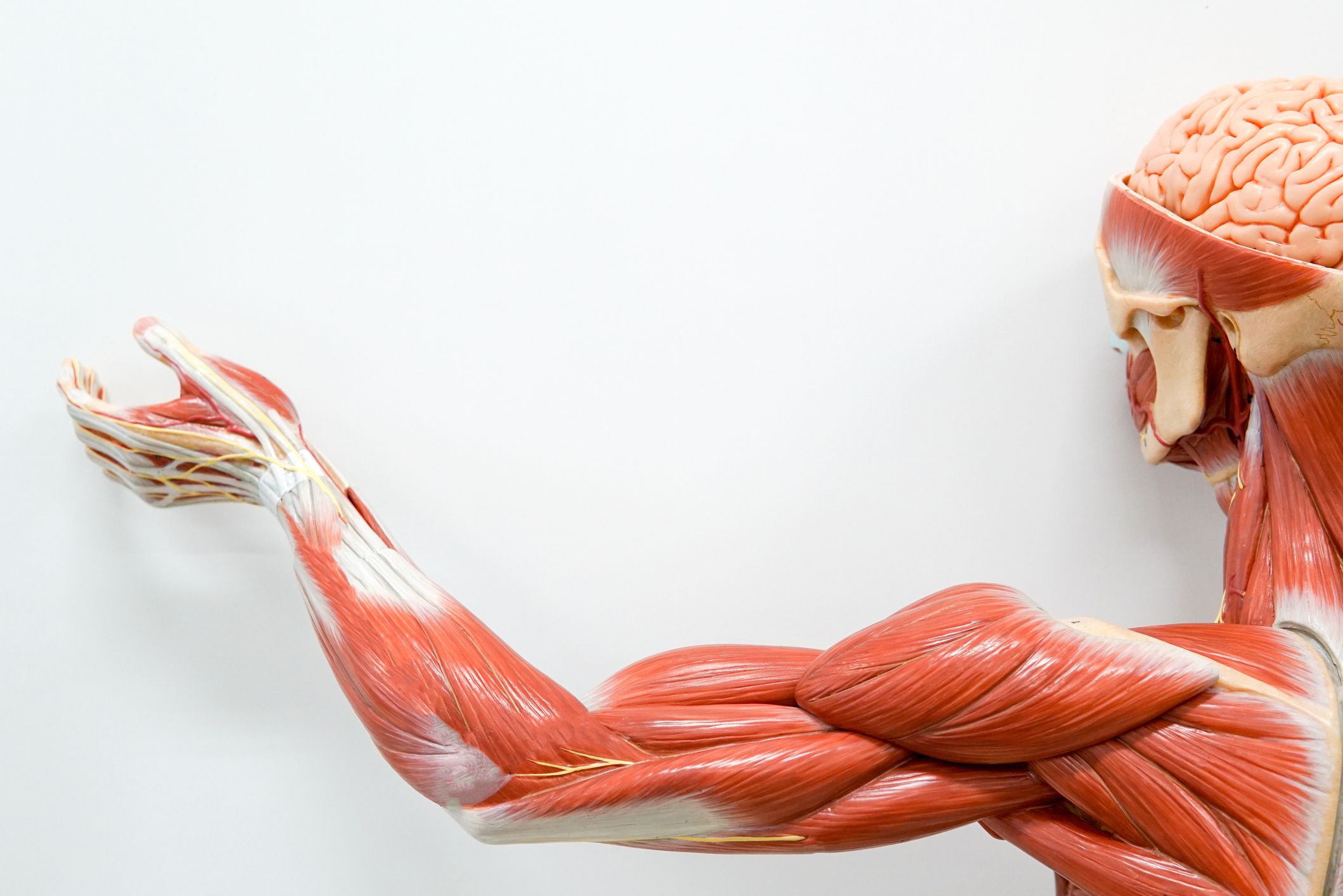 Detail Muscle Images Nomer 14