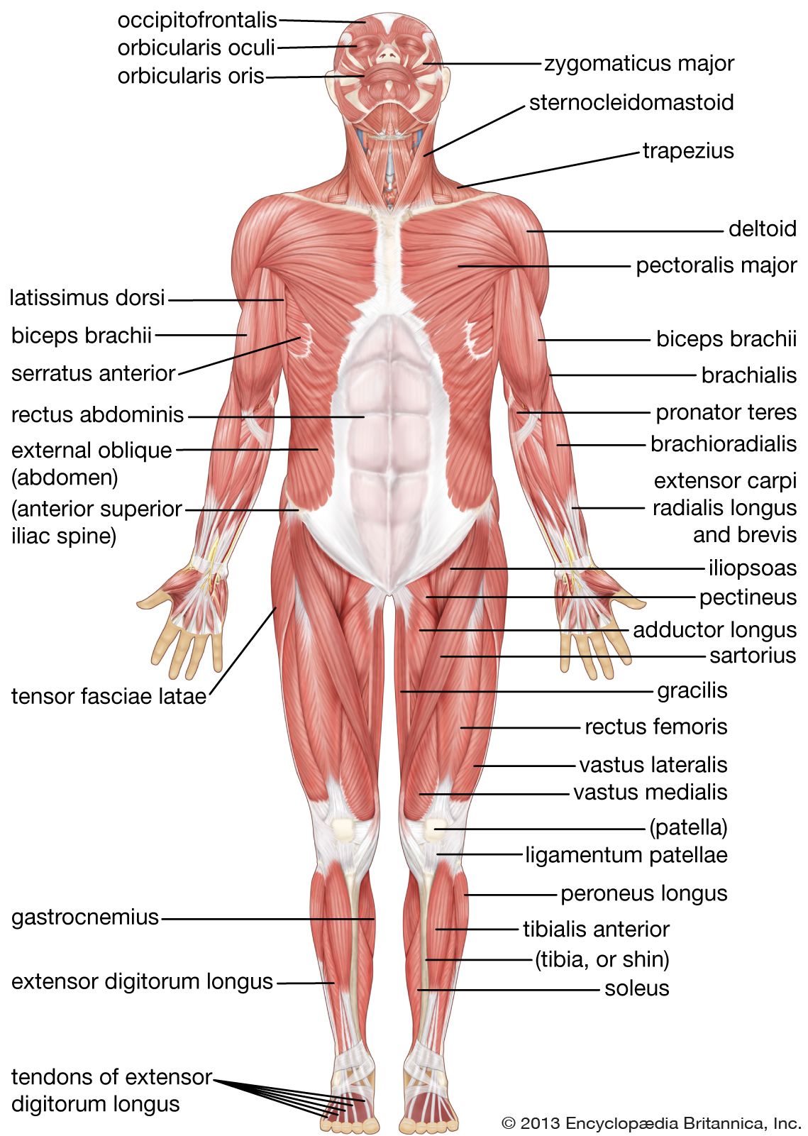 Detail Muscle Images Nomer 22