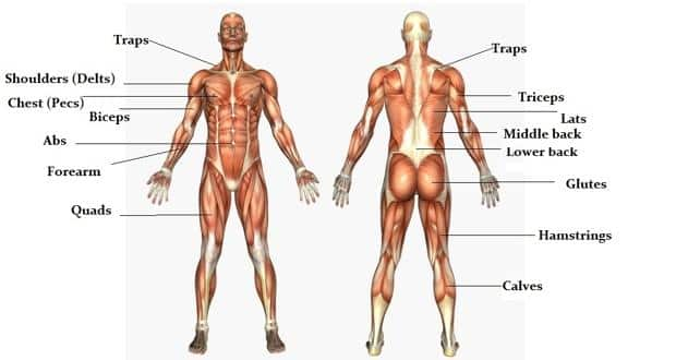 Detail Muscle Images Nomer 23