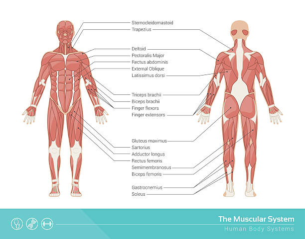 Detail Muscle Images Nomer 24