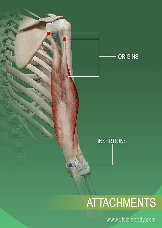 Detail Muscle Images Nomer 25