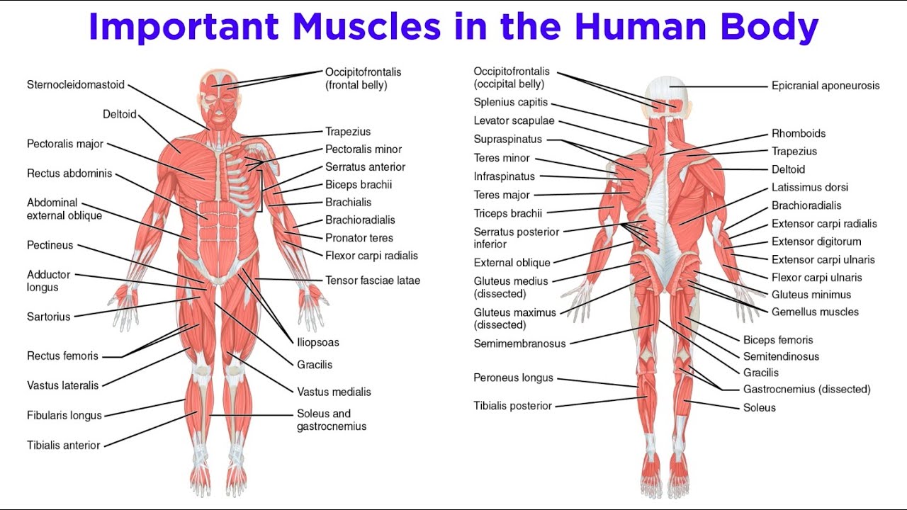 Detail Muscle Images Nomer 27