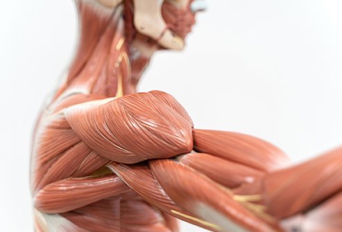 Detail Muscle Images Nomer 28