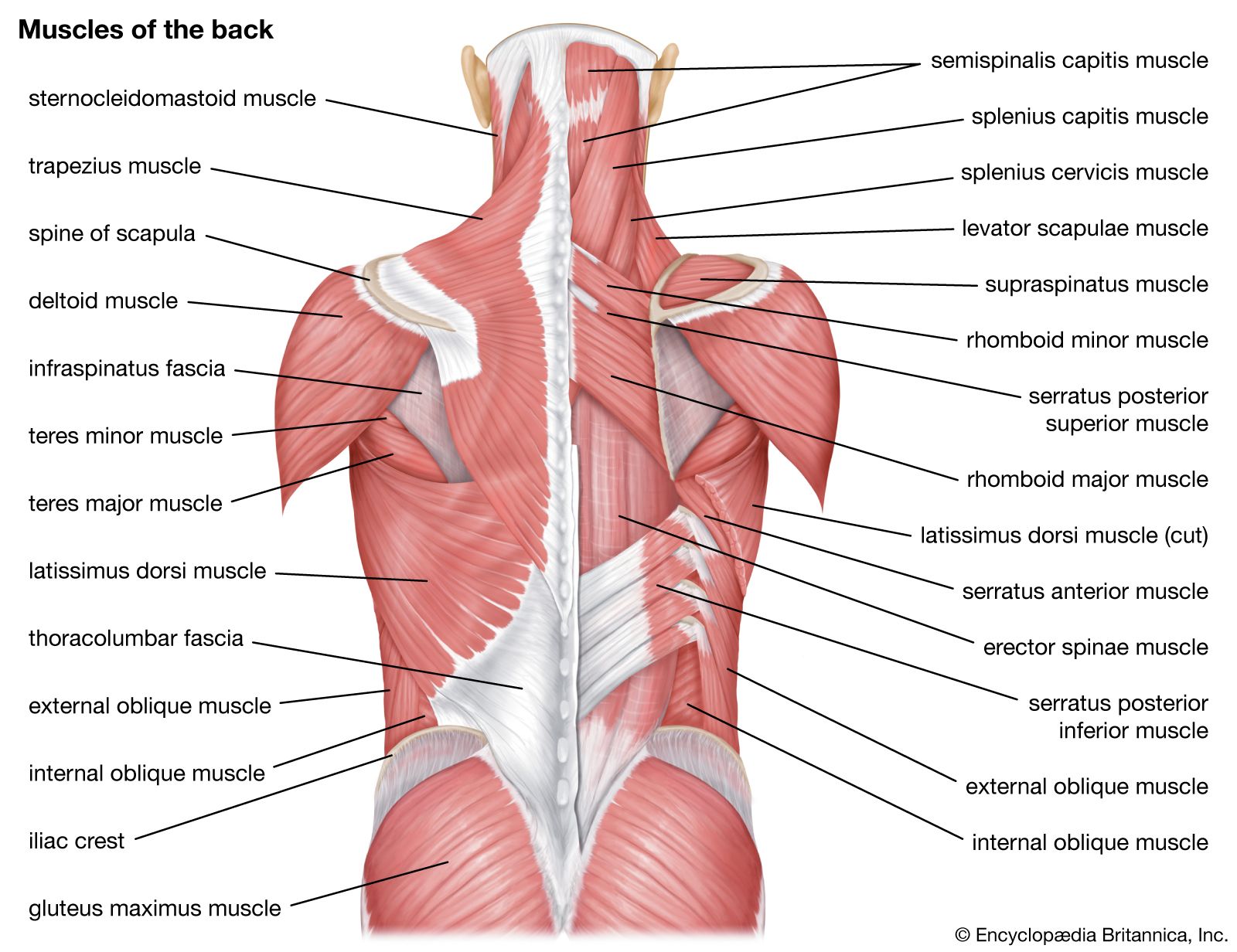 Detail Muscle Images Nomer 30