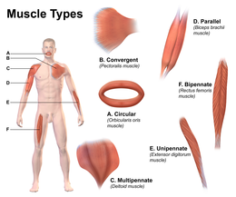 Detail Muscle Images Nomer 32