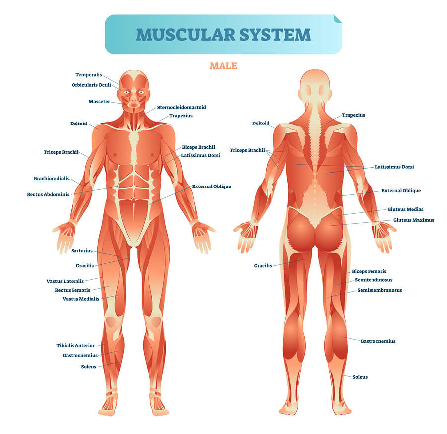 Detail Muscle Images Nomer 33