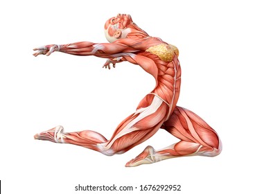 Detail Muscle Images Nomer 35