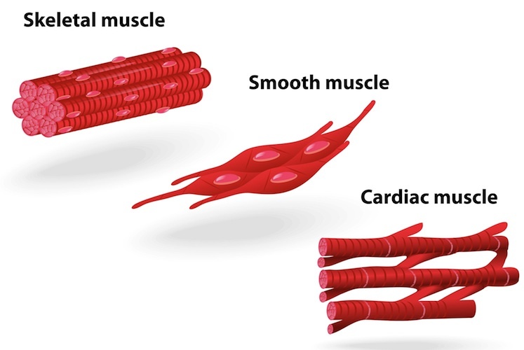 Detail Muscle Images Nomer 38