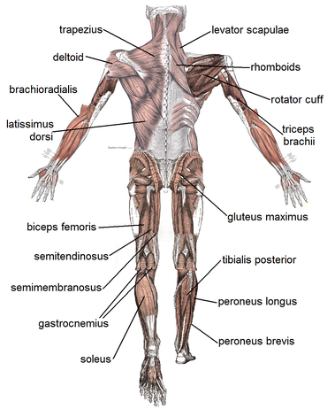 Detail Muscle Images Nomer 5