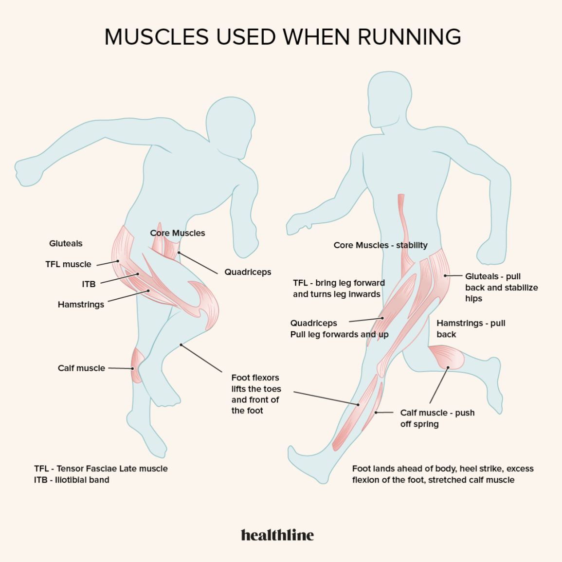 Detail Muscle Images Nomer 43